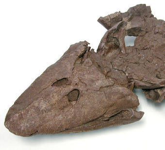 The skull of Tiktaalik roseae provides evidence of how life transitioned from water to land. Photo: © Ted Daeschler